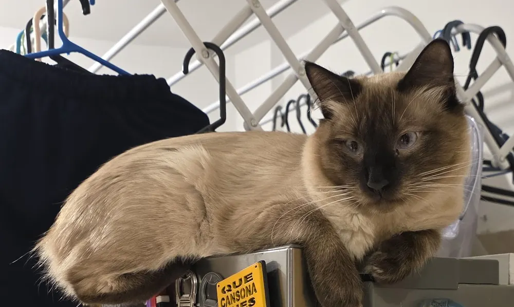 Mochi, un gato de cuerpo crema con la cara oscura y los ojos azules, tumbado encima de la nevera de casa