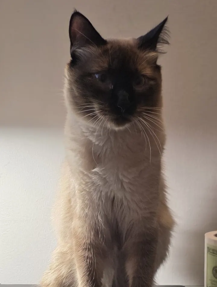 Foto de Mochi sentado, mirando a la cámara