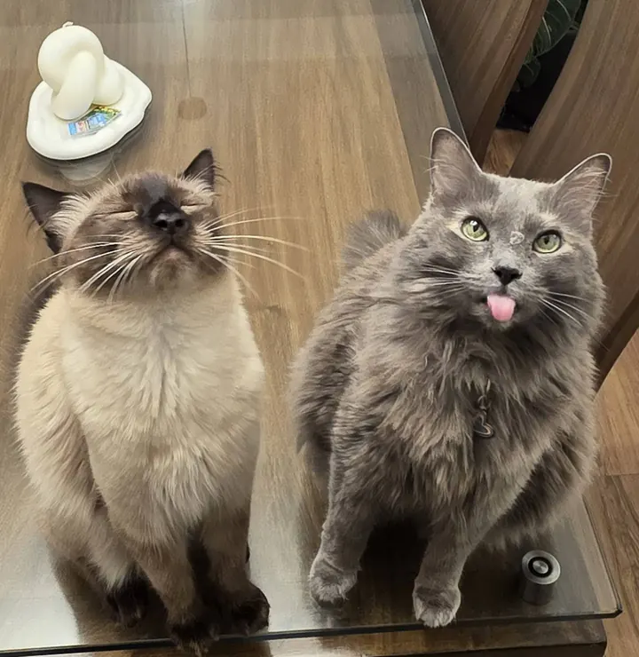 Mochi sentado en una mesa junto a su hermana Zella, una gata gris de pelo largo que saca la lengua